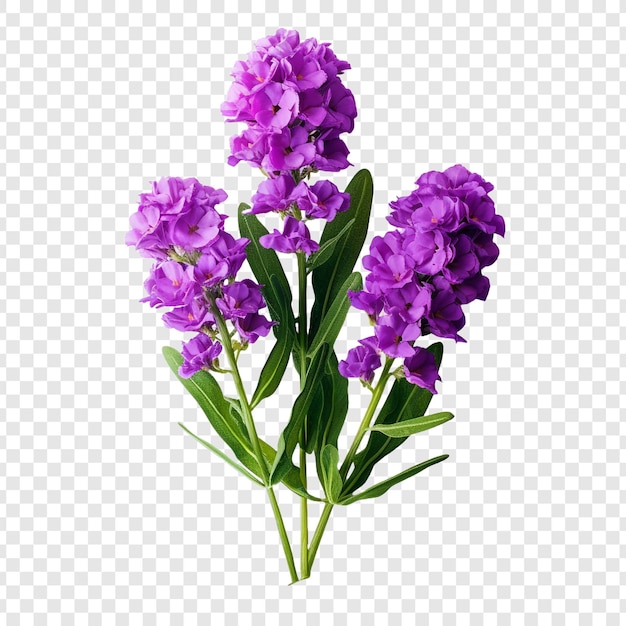 Free PSD statice flower isolated on transparent background