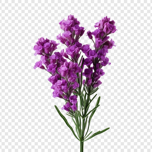 Free PSD statice flower png isolated on transparent background