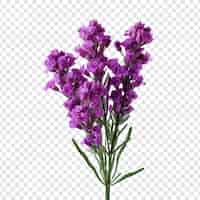 Free PSD statice flower png isolated on transparent background