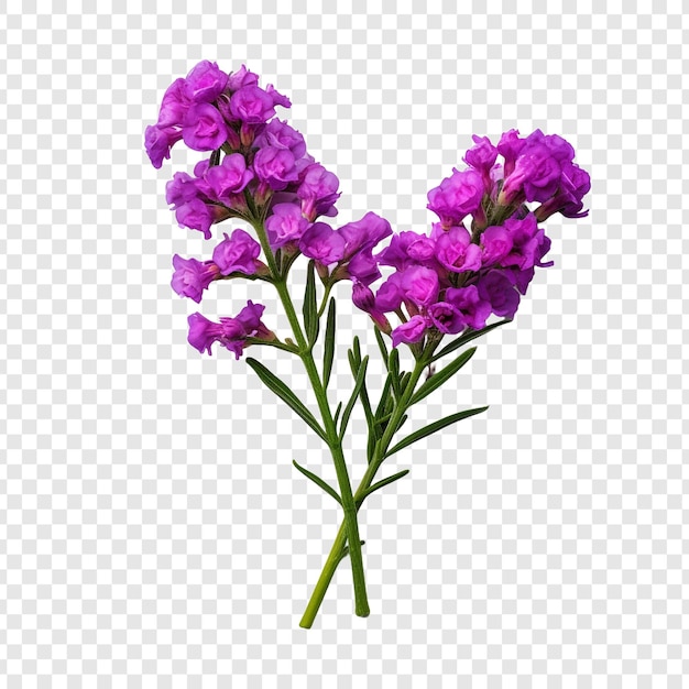 Statice flower png isolated on transparent background