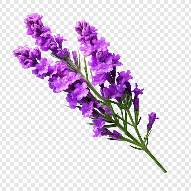 Free PSD statice flower png isolated on transparent background