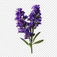 Free PSD statice flower png isolated on transparent background