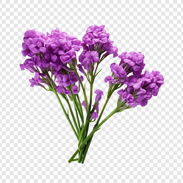 Statice flower png isolated on transparent background
