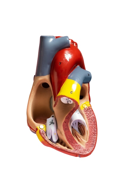 Still life of anatomical heart