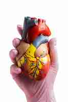 Free PSD still life of anatomical heart