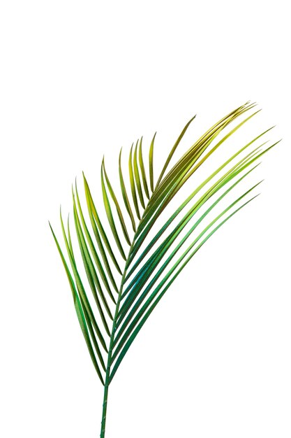 Still life of  colorful leaves isolated