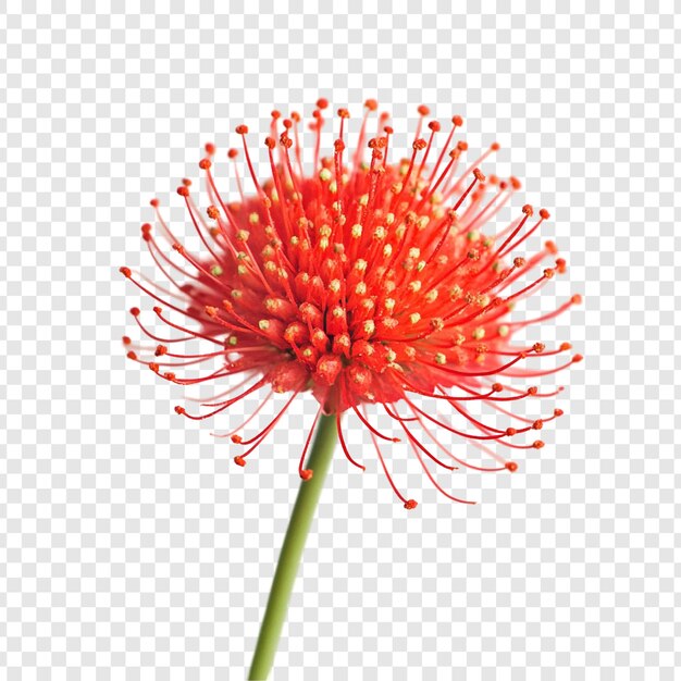 令人驚的紅色<unk>枕花