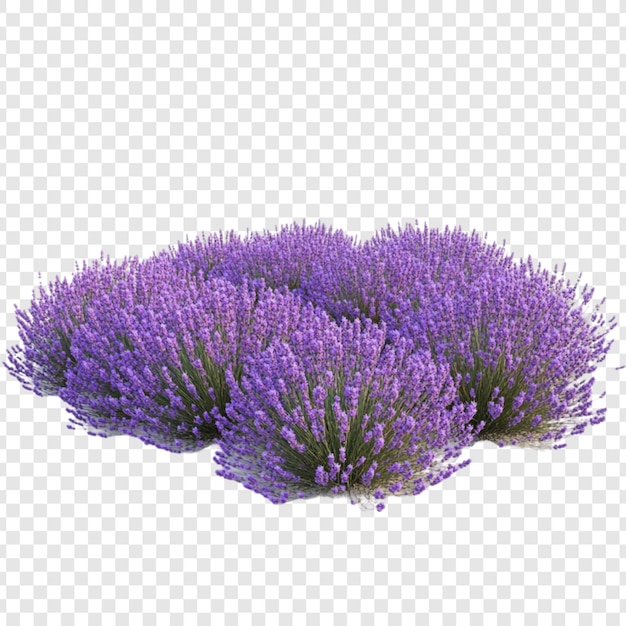 stunning lavender bush a vibrant purple floral display