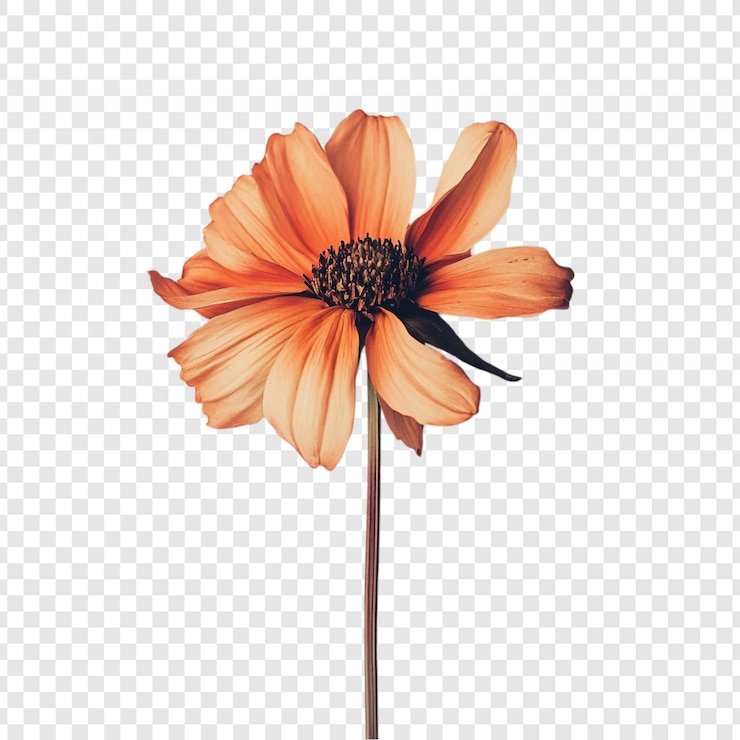 Free PSD a stunning orange flower bloom