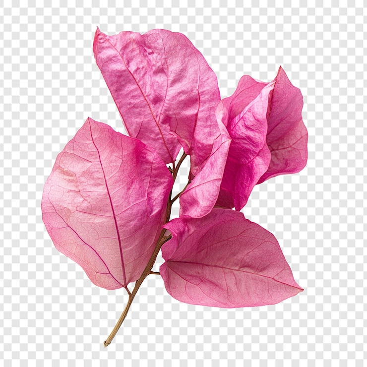 無料PSD 素晴らしいピンクのブーゲンビリアの枝