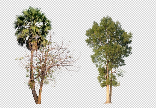 透明な​画像​の​背景​に​小さな​木​と​シュガーパーム