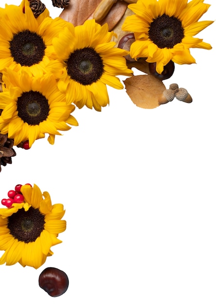 Free PSD sunflower flower isolated