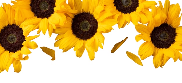 Free PSD sunflower flower isolated