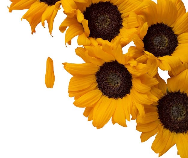 Free PSD sunflower flower isolated