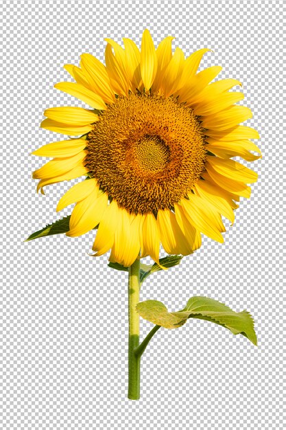 ひまわりの花isoleated透明背景 プレミアムpsdファイル