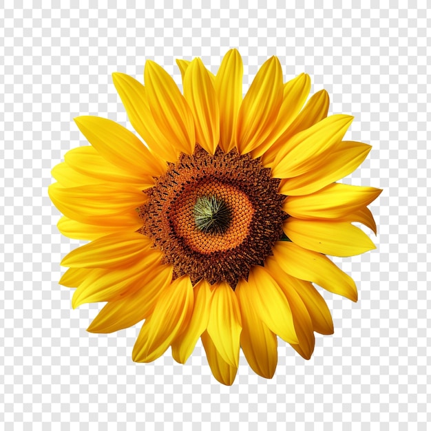 Free PSD sunflower flower png isolated on transparent background