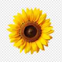 Free PSD sunflower isolated on transparent background