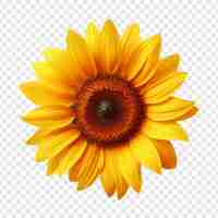 Free PSD sunflower isolated on transparent background