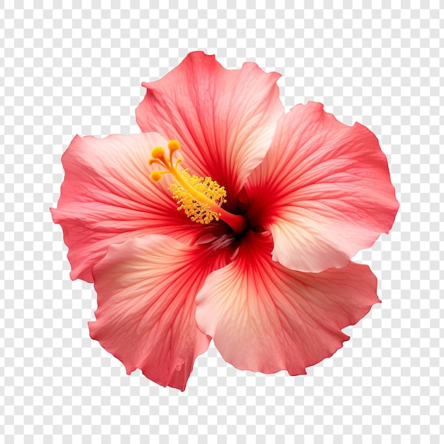 無料PSD 透明な背景に分離された夕日のハイビスカスの花