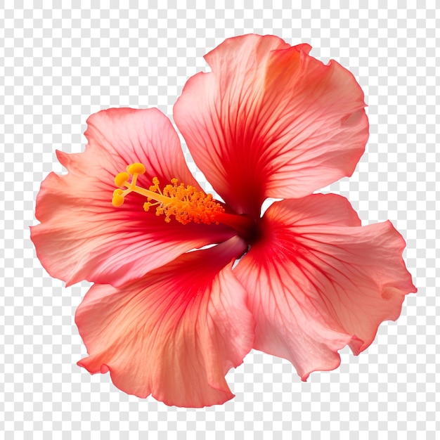 Sunset hibiscus flower isolated on transparent background