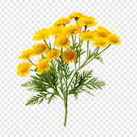 Free PSD tansy flower isolated on transparent background