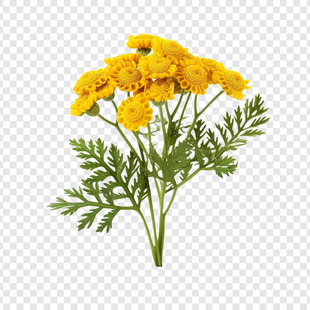 투명한 배경에 고립 된 tansy 꽃 png