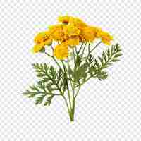 무료 PSD 투명한 배경에 고립 된 tansy 꽃 png