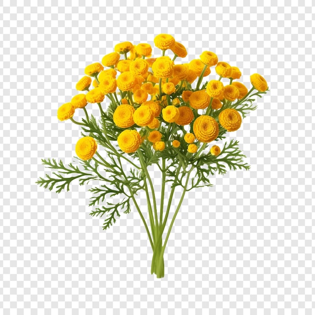 Tansy flower png isolated on transparent background