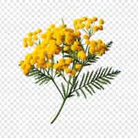 Free PSD tansy flower png isolated on transparent background