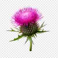 Free PSD thistle flower isolated on transparent background