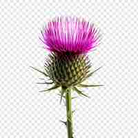 Free PSD thistle flower isolated on transparent background