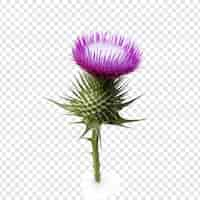 Free PSD thistle flower png isolated on transparent background