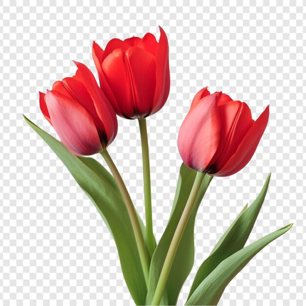花をかせた3本の赤いチューリップ 鮮やかな春の花束