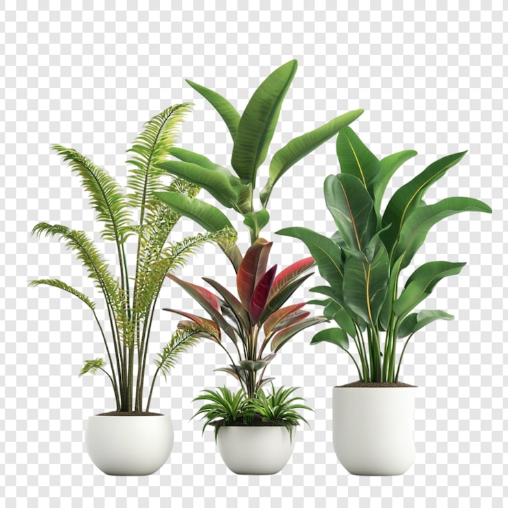無料PSD 透明 な 背景 に 隔離 さ れ て いる 白い 鉢 の 中 の 3 種類 の 熱帯 植物