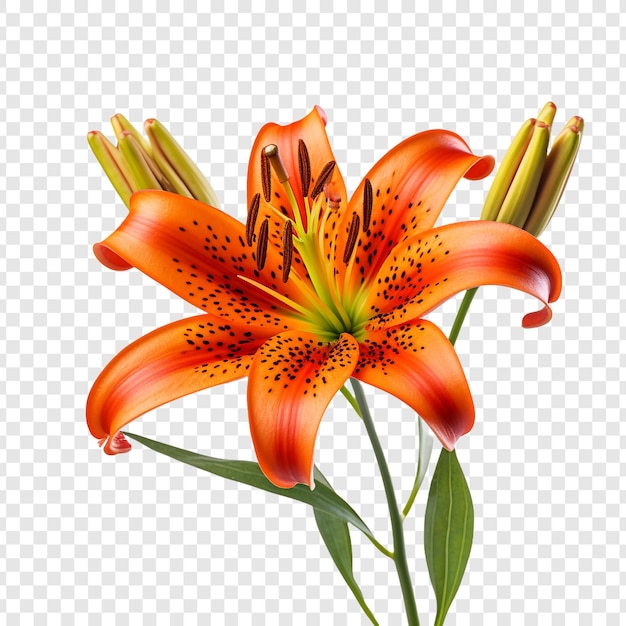 Tiger lily flower isolated on transparent background