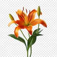 Free PSD tiger lily flower isolated on transparent background