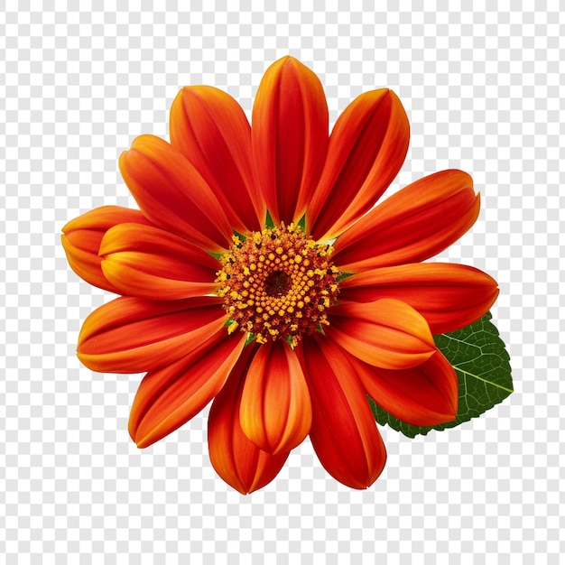 無料PSD 透明な背景に分離されたチトニアの花