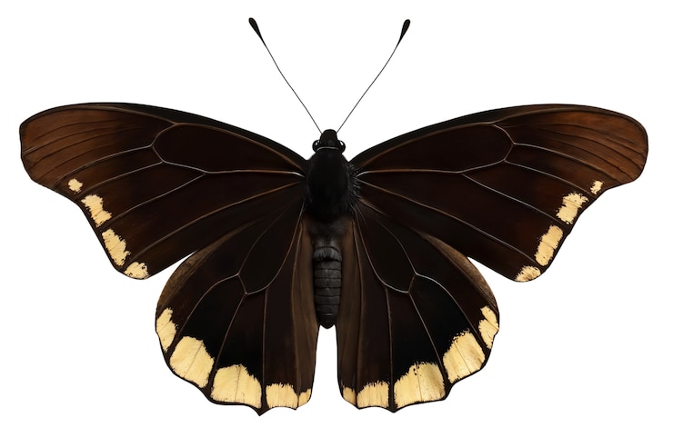 Free PSD top view over butterfly isolated