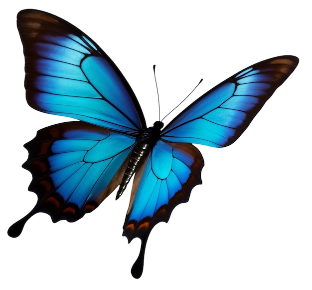 Top view over butterfly isolated