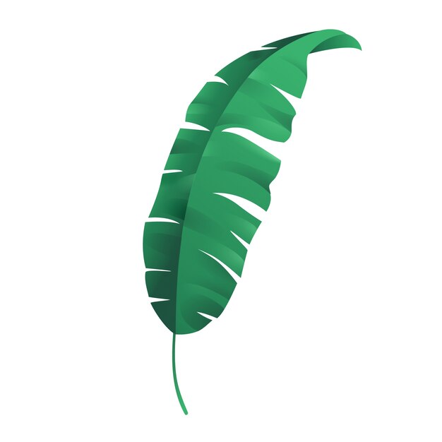 Tropical palm tree leaves isolated