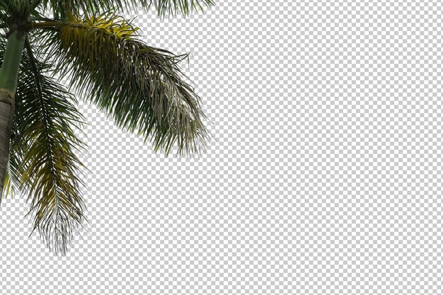 Premium PSD | Tropical tree leaves and branch foreground isolated