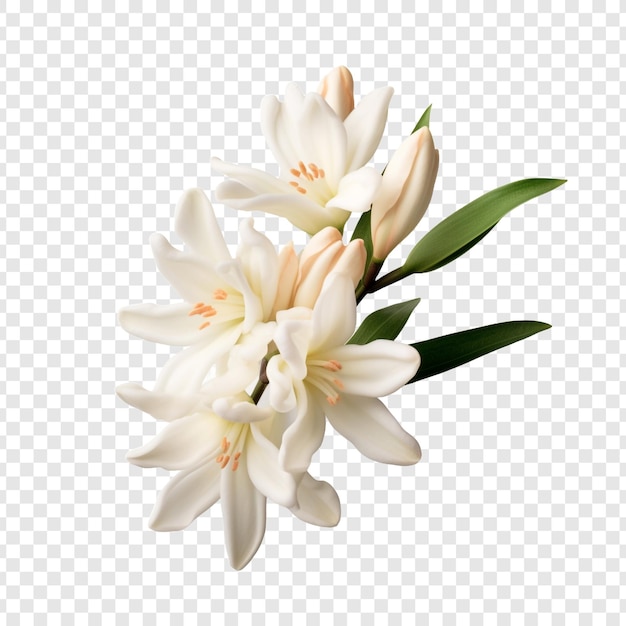 Бесплатный PSD Туберозный цветок png изолирован на прозрачном фоне