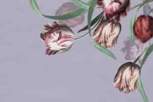 PSD gratuito psd del bordo del tulipano su sfondo viola