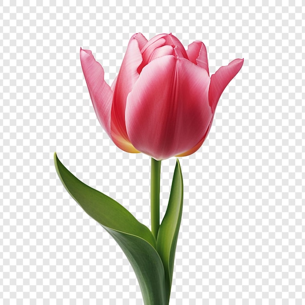 Бесплатный PSD Цветок тюльпана png изолирован на прозрачном фоне