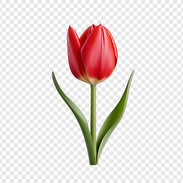 Free PSD tulip flower png isolated on transparent background