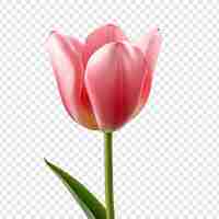 Free PSD tulip flower png isolated on transparent background