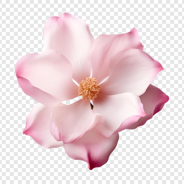 無料PSD 透明な背景に分離されたチューリップの木の花