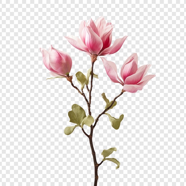 無料PSD 透明な背景に孤立したチューリップの木の花