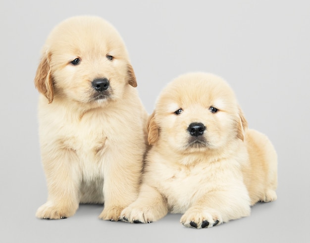 Two adorable golden retriever puppies