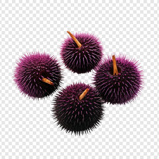 Free PSD urchins isolated on transparent background